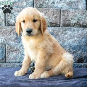 Michael, Golden Retriever Puppy